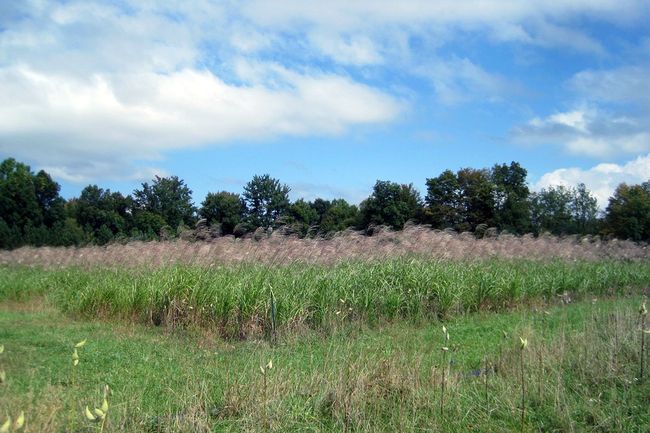 WVU researchers are studying plots of switchgrass and miscanthus planted at a former surface mine site in Upshur County to determine whether the plants are more effective at capturing and storing carbon in soil than other grasses.